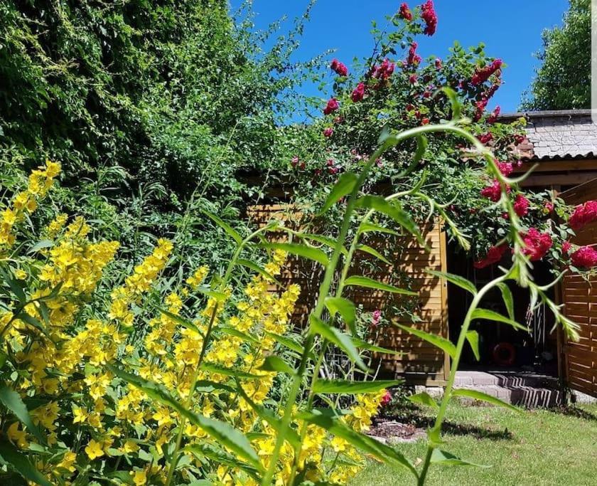 City Appartement Mit Garten, Zentral Und Trotzdem Ruhig Cottbus Buitenkant foto